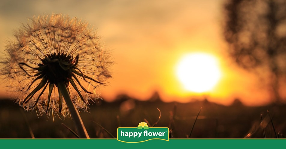 Juicio Edad adulta Mentor El sol y sus beneficios en tus plantas y flores | Consejos Happy Flower