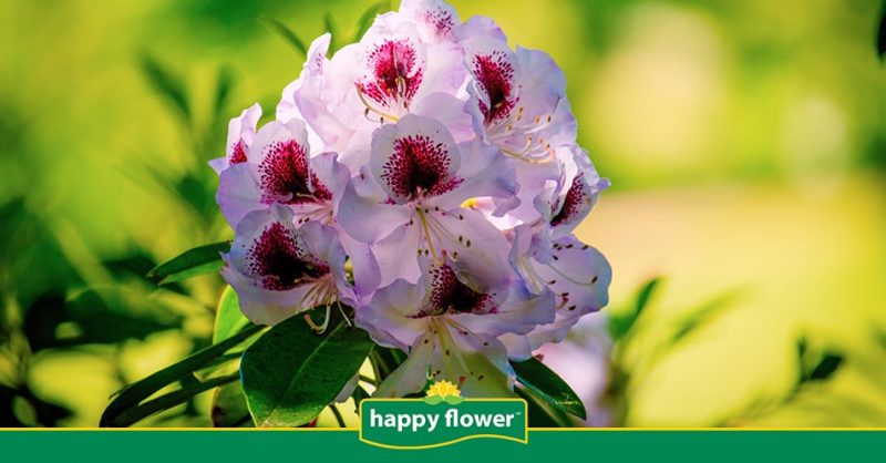 ¿Por qué florece en primavera? | Consejos Happyflower