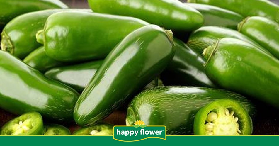 ¿Cómo Cultivar Chiles Jalapeños? | Consejos Happy Flower
