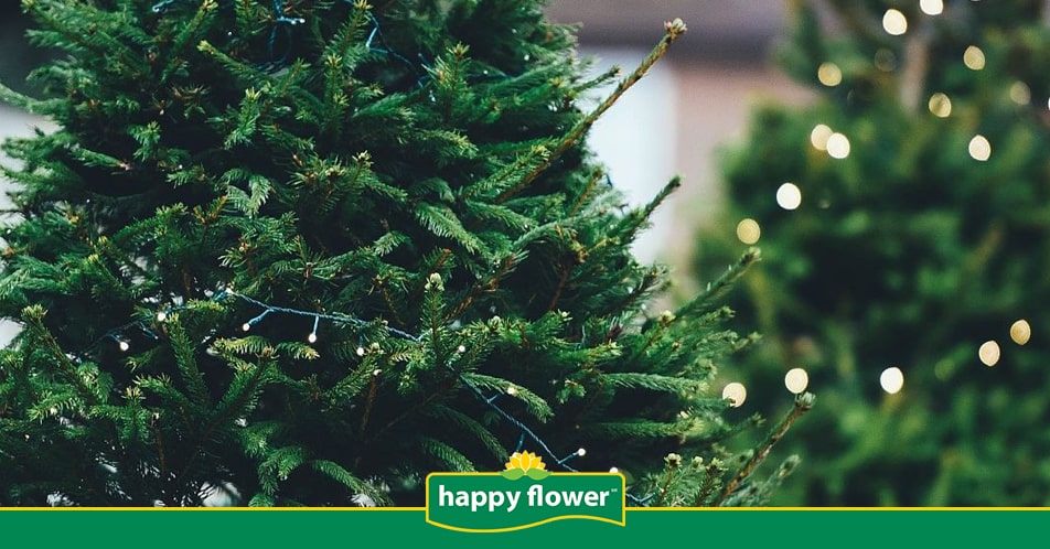Cómo Elegir Árbol de Navidad Natural? | Consejos Happy Flower