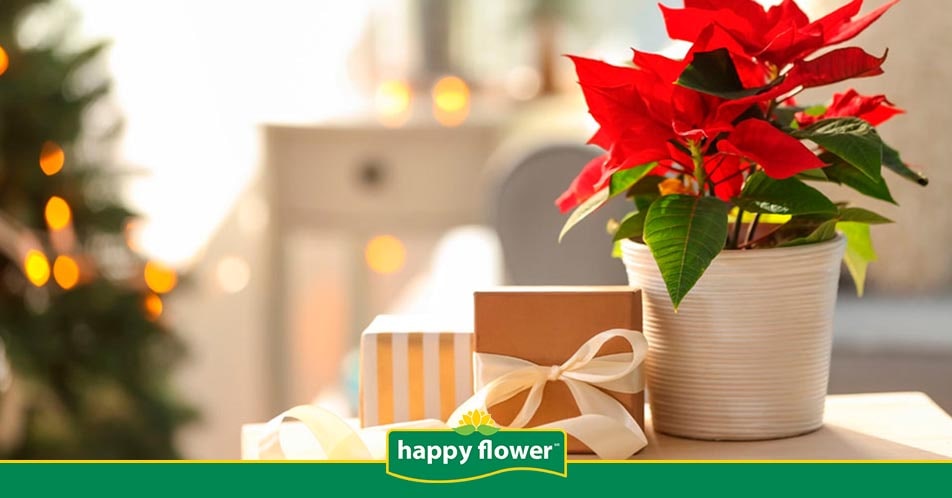 Cuidados de la Flor de Nochebuena | Consejos Happy Flower