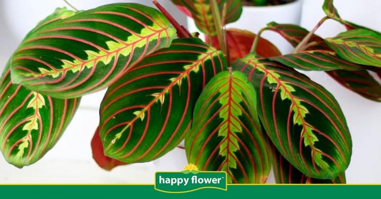 Planta de la Oración, la Planta que se Mueve | Consejos Happy Flower