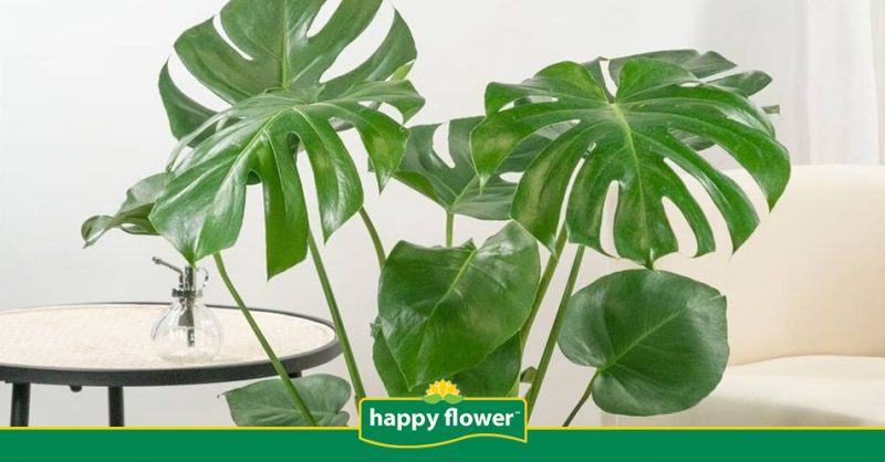 Monstera Rosa Guía de Cuidados de la Planta Monstera | Consejos Happy Flower